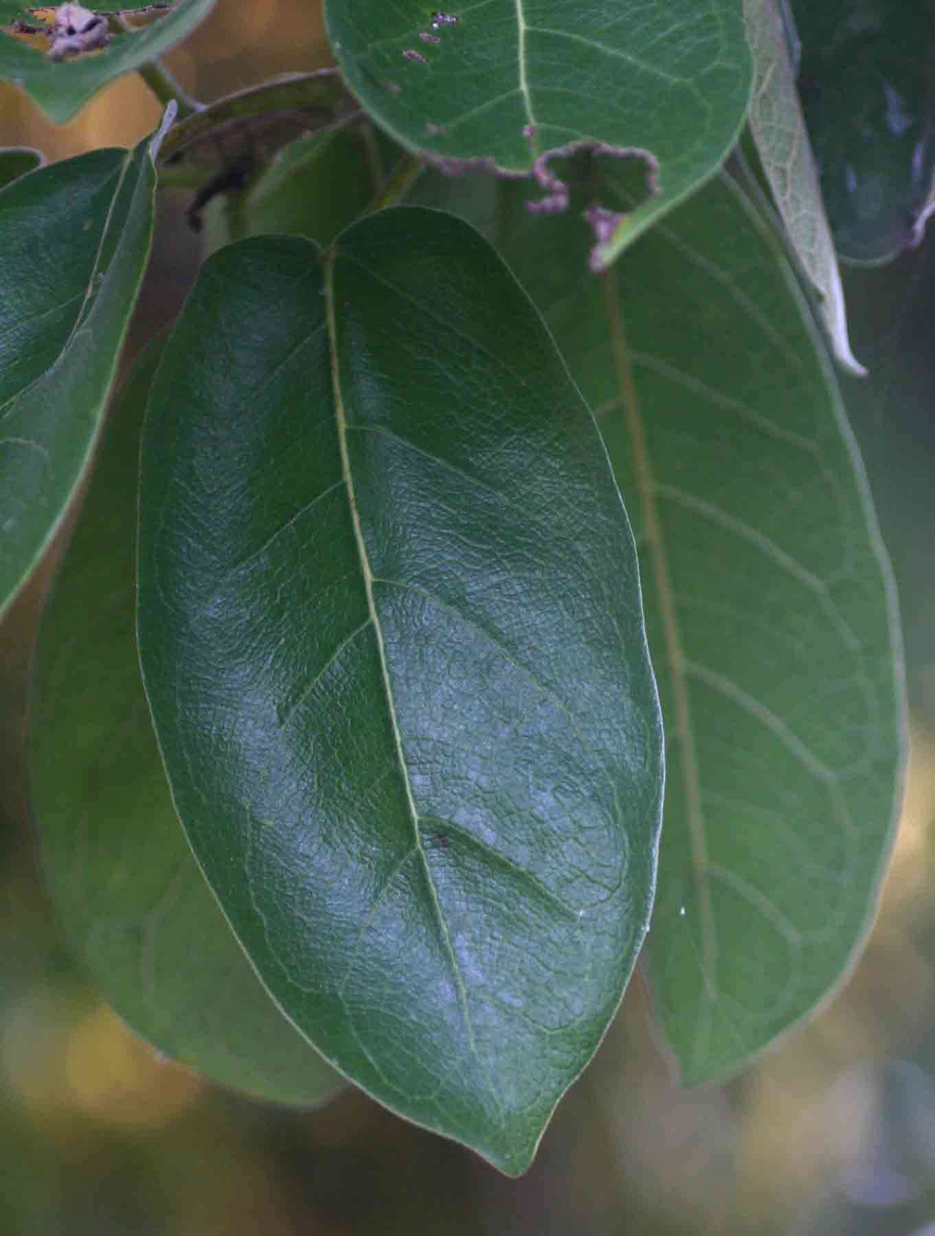 Image of Lowveld fig