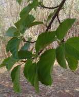 Image of Broom-cluster fig