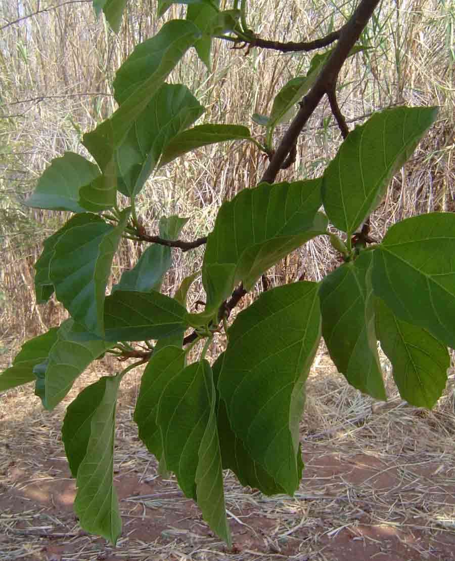 Image of Broom-cluster fig