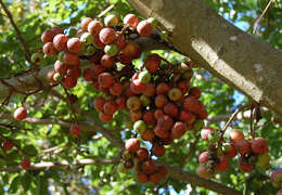 Image of Broom-cluster fig