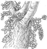 Image of Broom-cluster fig