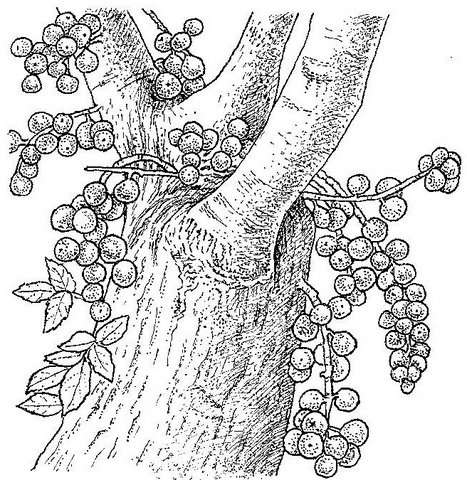 Image of Broom-cluster fig