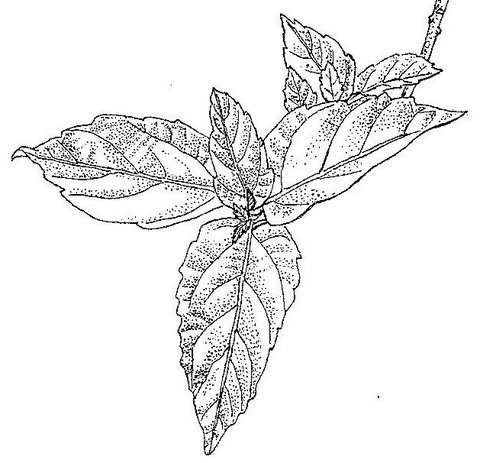 Image of Broom-cluster fig