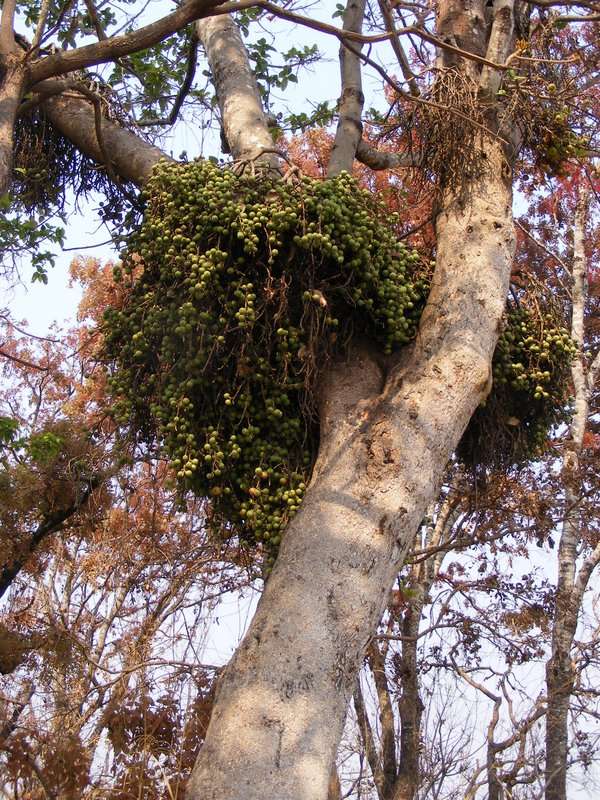 Image of Broom-cluster fig