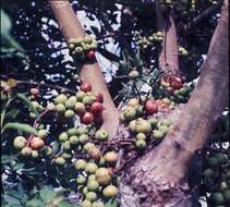 Image of Broom-cluster fig