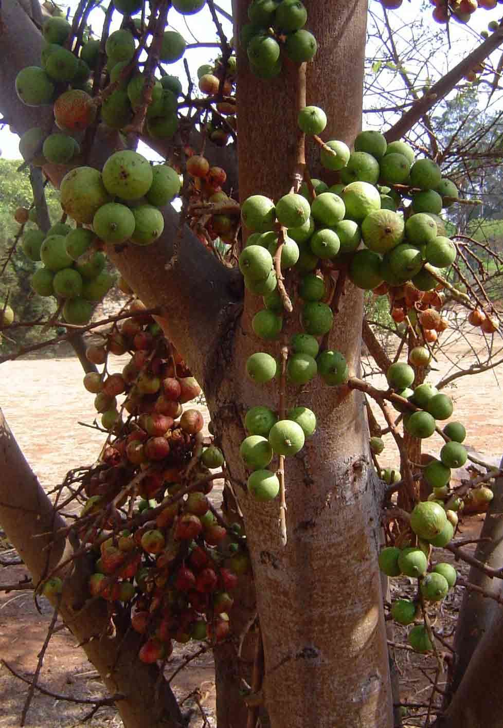 Image of Broom-cluster fig