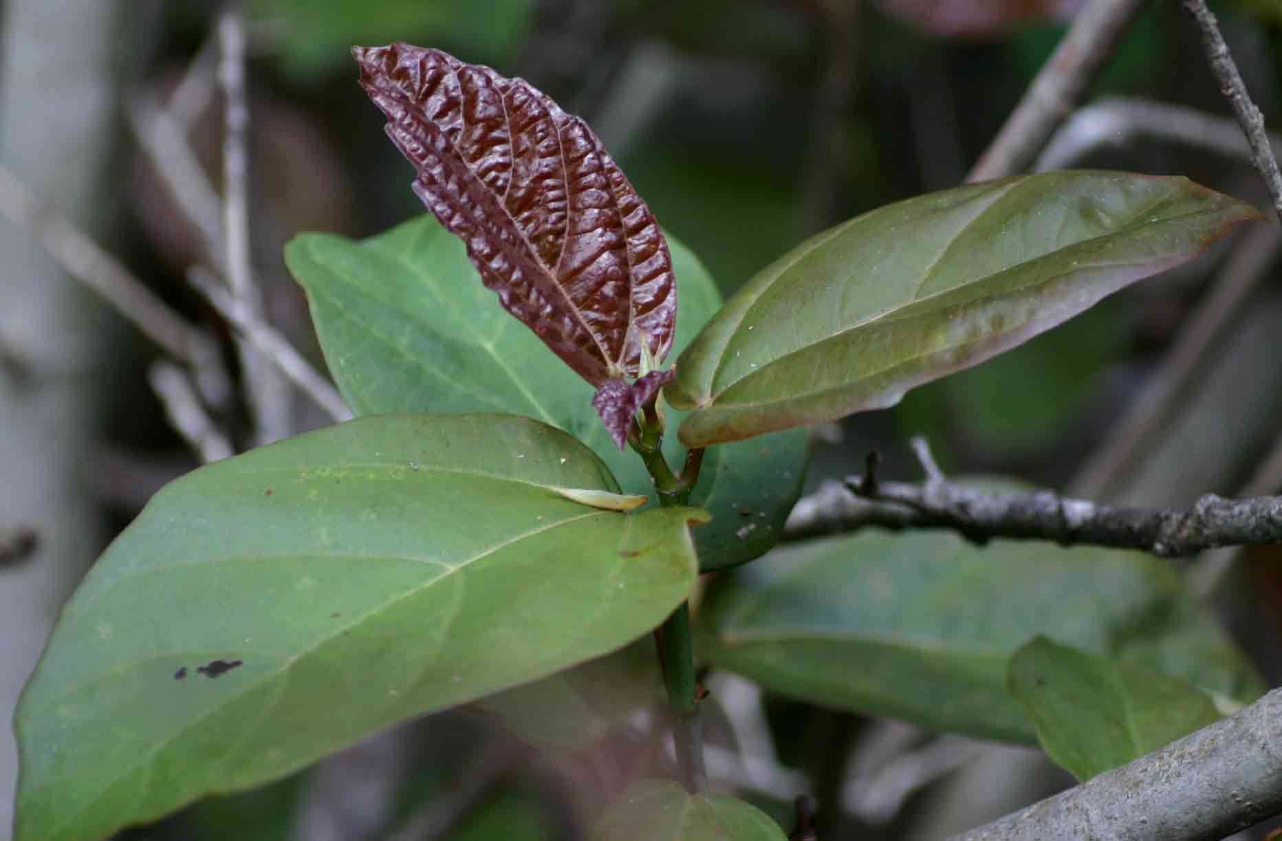 Image of Broom-cluster fig