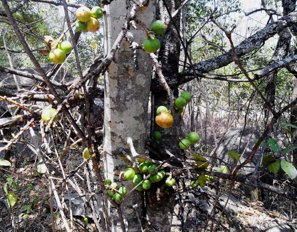 Image of Broom-cluster fig