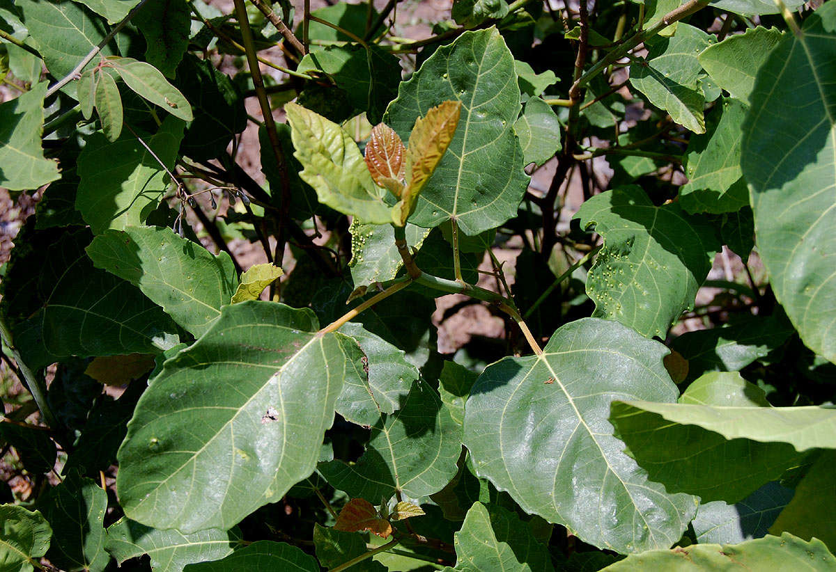 Image of Broom-cluster fig