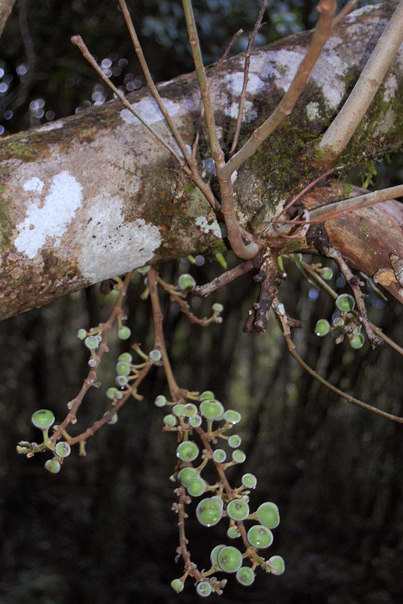 Image of Broom-cluster fig