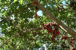 Image of Broom-cluster fig