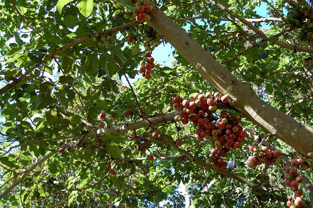 Image of Broom-cluster fig