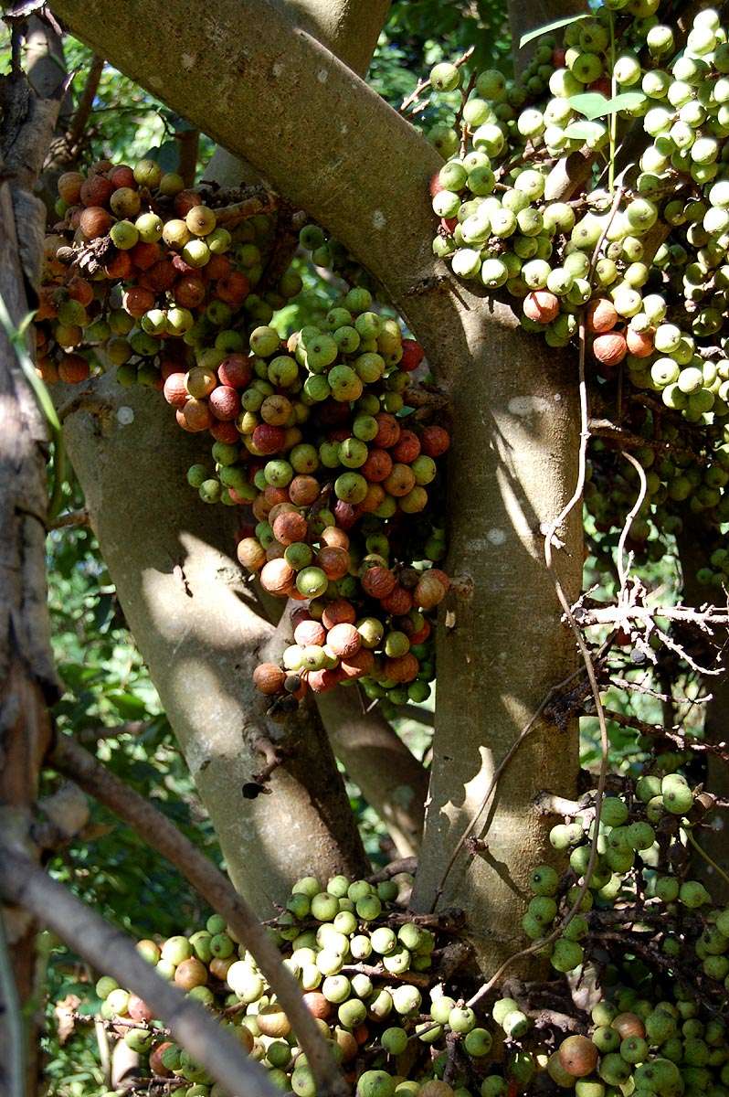 Image of Broom-cluster fig