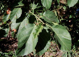 Image of Broom-cluster fig