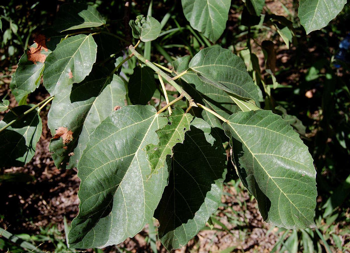 Image of Broom-cluster fig