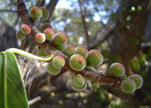 Imagem de Ficus thonningii Bl.