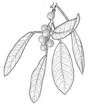 Image of Burke's fig