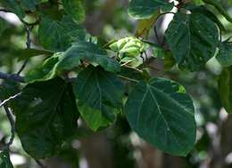 Imagem de Ficus vallis-choudae Del.