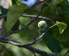 Imagem de Ficus vallis-choudae Del.