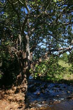 Imagem de Ficus vallis-choudae Del.