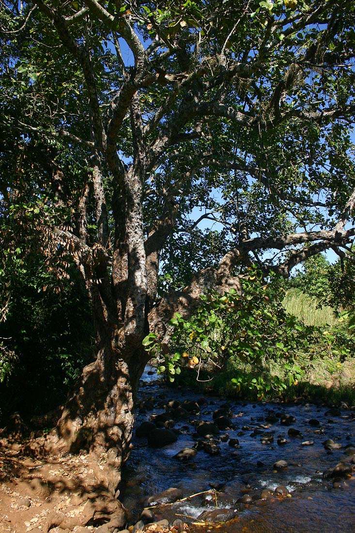 Imagem de Ficus vallis-choudae Del.