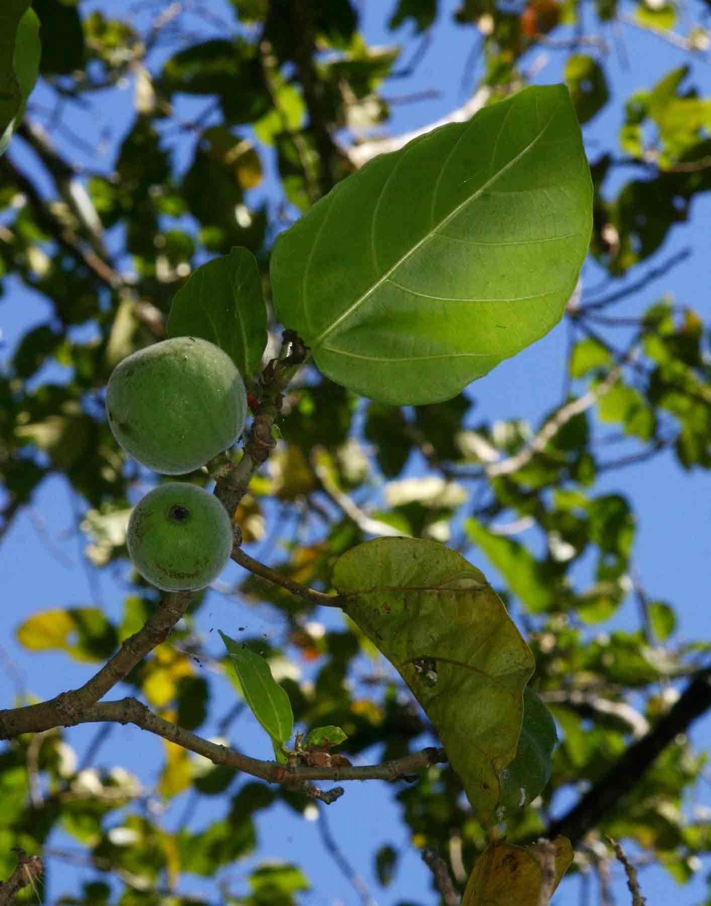 Imagem de Ficus vallis-choudae Del.