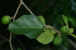 Imagem de Ficus vallis-choudae Del.