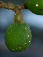 Imagem de Ficus vallis-choudae Del.