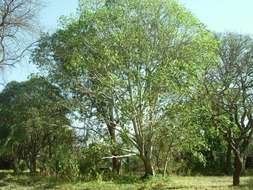 Imagem de Ficus vallis-choudae Del.