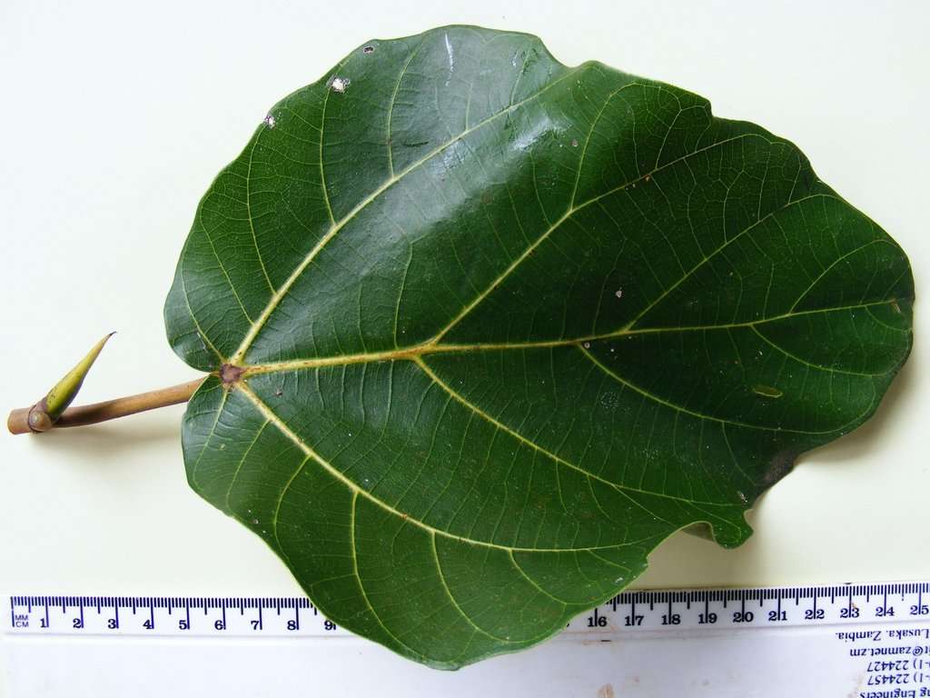 Imagem de Ficus vallis-choudae Del.