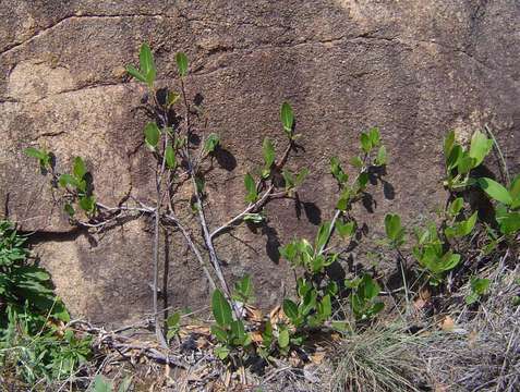 Imagem de Ficus verruculosa Warb.