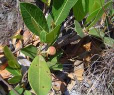 Imagem de Ficus verruculosa Warb.