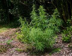 Image of hemp