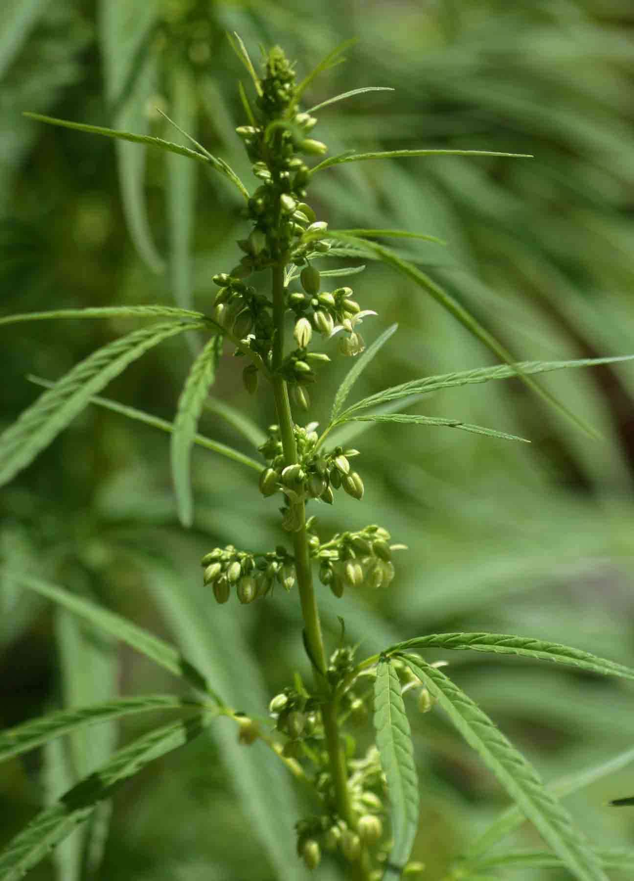 Image of hemp