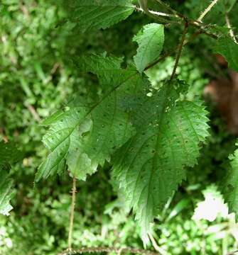 Imagem de Laportea peduncularis (Wedd.) Chew