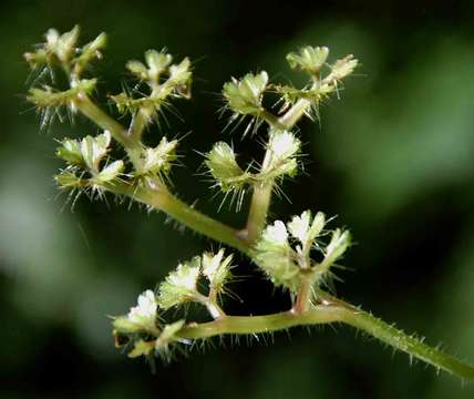 Image of Laportea peduncularis (Wedd.) Chew