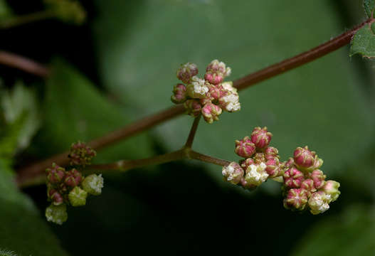 Image of Laportea peduncularis (Wedd.) Chew