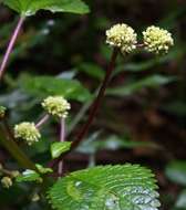 Image of Pilea johnstonii Oliver