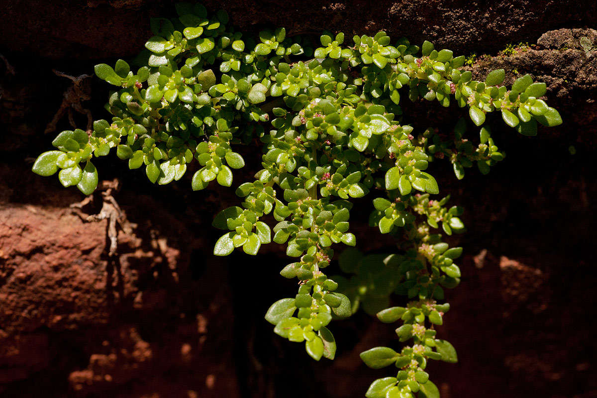 Plancia ëd Pilea