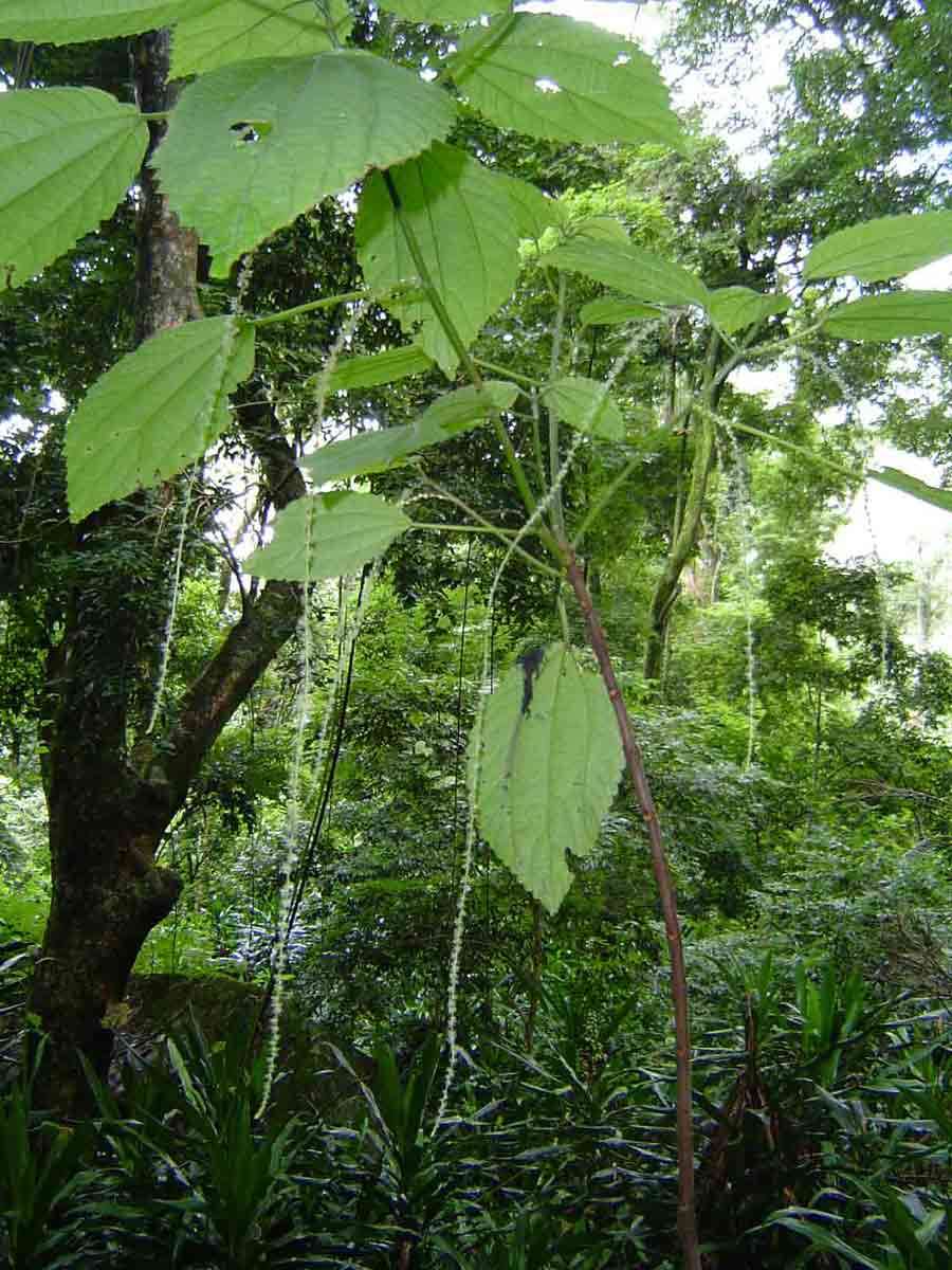 Image of false nettle