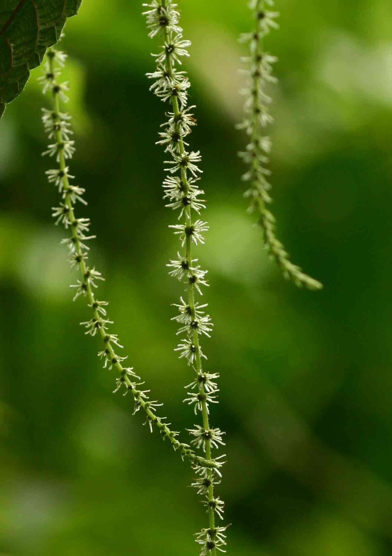 Image of false nettle