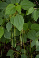 Image of false nettle