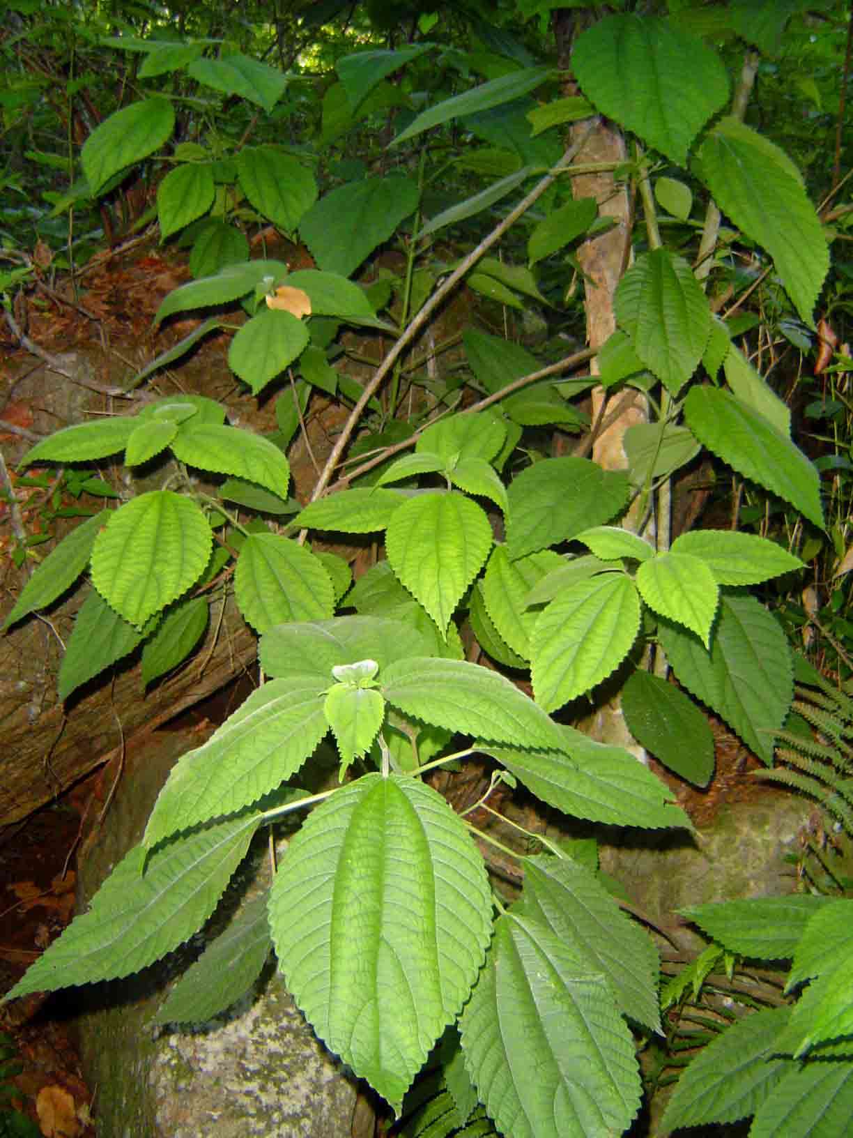 Image of false nettle