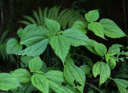 Image of false nettle