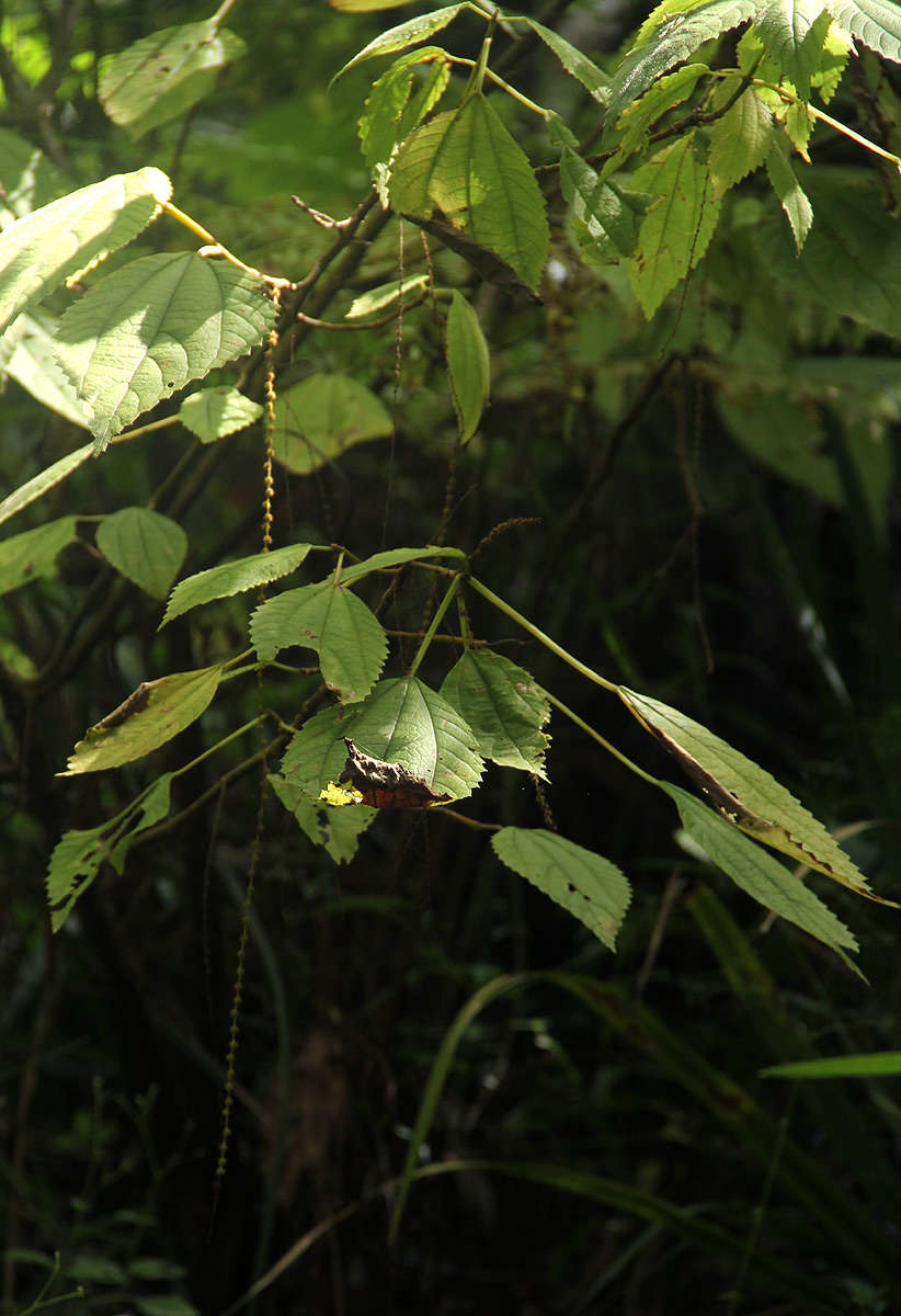 Image of false nettle