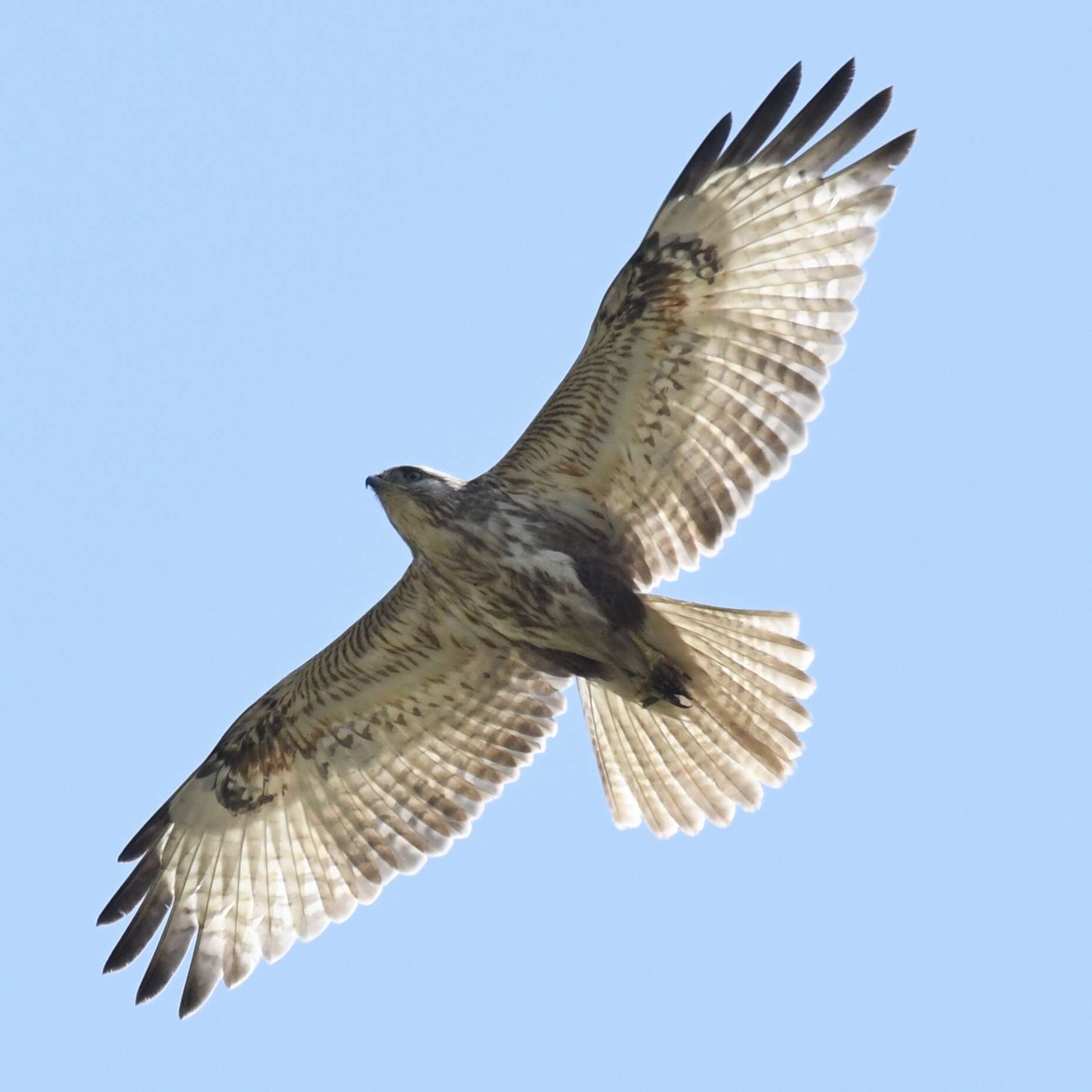 Image of Eastern Buzzard