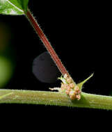 Imagem de Pouzolzia parasitica (Forssk.) Schweinf.