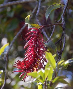 Image of Manica beechwood