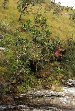 Image of Manica beechwood