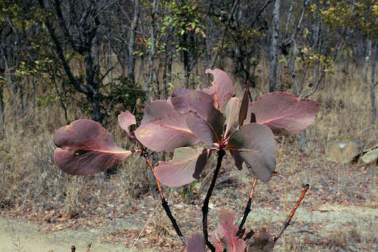 Image of Angolan protea
